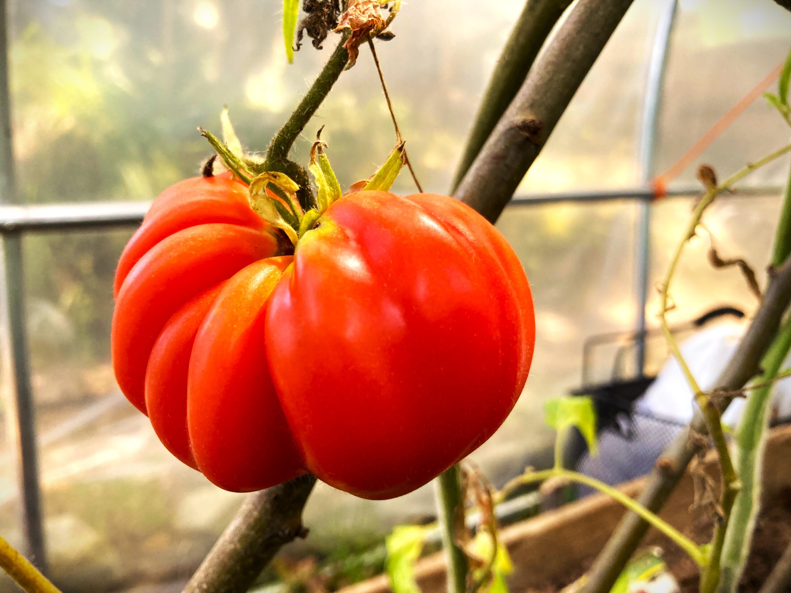 Tomate da horta biológica da Casa do Lento